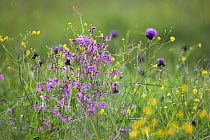 Flowers in meadow with Ragged robin (Silene flos-cuculi) Poloniny National Park, Western Carpathians, Eastern Slovakia, Europe, May 2009