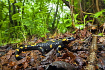 European / Fire salamander (Salamandra salamandra) on forest floor, Poloniny National Park, Western Carpathians, Slovakia, Europe, May 2009