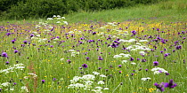 Flowering meadow with Thistles (Cirsium rivulare) Poloniny National Park, Western Carpathians, Eastern Slovakia, Europe, June 2009