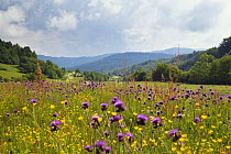 Flowering meadow with Thistles (Cirsium rivulare) and Buttercups (Ranunculus acris) Poloniny National Park, Western Carpathians, Eastern Slovakia, Europe, June 2009