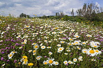 Flowering meadow with Marguerites (Leucanthemum vulgare) and Red clover (Trifolium pratense) Eastern Slovakia, Europe, June 2009