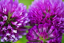 Close-up of Red clover (Trifolium pratense) flowers, Eastern Slovakia, Europe, June 2009
