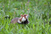 Common hamster (Cricetus cricetus) sniffing flower stem, Slovakia, Europe, June 2009