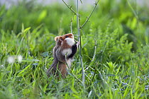 Common hamster (Cricetus cricetus) standing on hind legs feeding, Slovakia, Europe, June 2009
