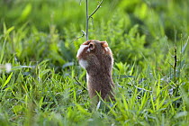 Rear view of Common hamster (Cricetus cricetus) standing on hind legs feeding, Slovakia, Europe, June 2009