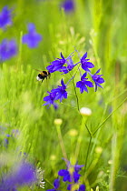 Field larkspur (Consolida regalis / Delphinium consolida) with Bumble bee flying by flower, Eastern Slovakia, Europe, June 2009