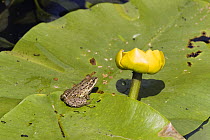 Small frog on a Water Lily (Nuphar lutea) pad, with a flower, Backwater of Latorica River, Eastern Slovakia, Europe, June 2009