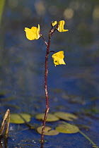 Greater bladderwort (Utricularia vulgaris) in flower, Backwater of Latorica River, Eastern Slovakia, Europe, June 2009