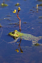 European edible frog (Rana esculenta) swimming past Greater bladderwort (Utricularia vulgaris) in a pond, Latorica backwater, Slovakia, Europe  Rana esculenta, Nymphaea alba, June 2009