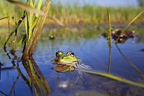 European edible frog (Rana esculenta) in pond, Latorica backwater, Slovakia, Europe  Rana esculenta, Nymphaea alba, June 2009