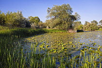 Backwater of Latorica River with Yellow water lilies (Nuphar lutea) Eastern Slovakia, Europe, June 2009