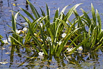 Water soldier (Stratiotes aloides) in flower, Latorica backwaters, Eastern Slowakia, Europe, June 2009