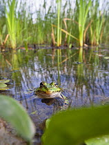 European edible frog (Rana esculenta) in pond, Latorica backwater, Slovakia, Europe June 2009