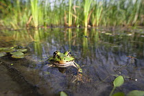 European edible frog (Rana esculenta) in pond, Latorica backwater, Slovakia, Europe, June 2009