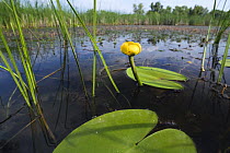 Yellow water lily (Nuphar luteum) Backwater of Latorica River, Eastern Slovakia, Europe, June 2009