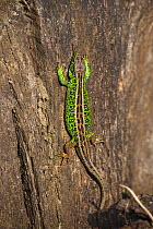 Male Sand lizard (Lacerta agilis) warming up on a tree trunk in the morning sun, Eastern Slovakia, Europe, June 2009