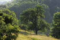 Apple trees in meadow, Roudenhaff, Mullerthal, Luxembourg, May 2009