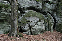 Sandstone formations with a Beech tree trunk (Fagus sylvatica) Echternach, Mullerthal, Luxembourg, May 2009
