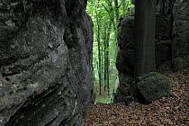 Sandstone formations in forest with Beech trees (Fagus sylvatica) Consdorf, Mullerthal, Luxembourg, May 2009