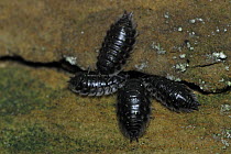 Four Common woodlice (Oniscus asellus) by crack in rock, Consdorf, Mullerthal, Luxembourg, May 2009