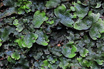 Common liverwort (Jungermannia polymorpha) and Dotted thyme-moss (Rhizomnium punctatum) Eileburg, Consdorf, Mullerthal, Luxembourg, May 2009