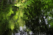 Reflections in stream near the Schiessentmpel waterfall, Consdorf, Mullerthal, Luxembourg, May 2009