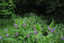 Rough / Prickly Comfrey (Symphytum asperum) in flower, near Meysembourg, Larochette, Mullerthal, Luxembourg, May 2009