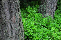 Bilberry (Vaccinium myrtillus) plants growing around the base of Pine trees (Pinus sp) Beaufort, Mullerthal, Luxembourg, May 2009