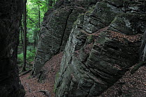 Sandstone formation in a European beech forest (Fagus sylvatica) Beaufort, Mullerthal, Luxembourg, May 2009