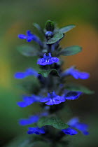 Blue bugle (Ajuga reptans) in flower, Bugleweed, Echternach, Mullerthal, Luxembourg, May 2009
