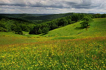 Buttercups (Ranunculus acris) flowering in a meadow, Oesling, Ardennes, Luxembourg, May 2009