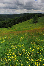 Buttercups (Ranunculus acris) flowering in a meadow, Oesling, Ardennes, Luxembourg, May 2009