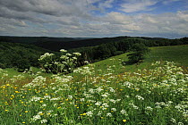 Cow parsley (Anthriscus sylvestris) and Buttercups flowering in meadow, Oesling, Ardennes, Luxembourg, May 2009
