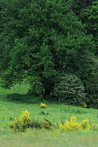 Broom (Cytisus scoparius) flowering and Oak tree (Quercus sp) Oesling, Ardennes, Luxembourg, May 2009
