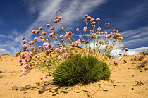 Thrift (Armeria pungens) in flower on beach, Alentejo, Natural Park of South West Alentejano and Costa Vicentina, Portugal, June 2009