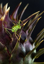 Bush cricket on Wild thistle (Cynara humilis) Alentejo, Natural Park of South West Alentejano and Costa Vicentina, Portugal, June 2009