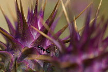 Ant on Wild thistle (Cynara humilis) Alentejo, Natural Park of South West Alentejano and Costa Vicentina, Portugal, June 2009