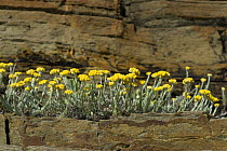 Stinking everlasting (Helichrysum stoechas) flowering on rock ledge, Alentejo, Natural Park of South West Alentejano and Costa Vicentina, Portugal, June 2009