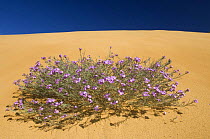 (Malcolmia littorea) in flower on sand dunes, Almograve, Alentejo, Natural Park of South West Alentejano and Costa Vicentina, Portugal, June 2009