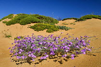 (Malcolmia littorea) in flower on sand dune, Almograve, Alentejo, Natural Park of South West Alentejano and Costa Vicentina, Portugal, June 2009