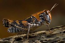 Grasshopper profile, on rock, Alentejo, Natural Park of South West Alentejano and Costa Vicentina, Portugal, June 2009