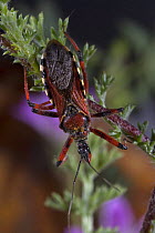 Assassin bug (Rhinocoris iracundus) on vegetation, Alentejo, Natural Park of South West Alentejano and Costa Vicentina, Portugal, June 2009