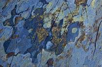 Close-up of rock, Alentejo, Natural Park of South West Alentejano and Costa Vicentina, Portugal, June 2009