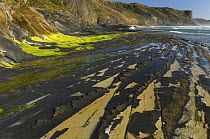 Rock ledge exposed at low tide, Carriagem Beach, Algarve, Natural Park of South West Alentejano and Costa Vicentina, Portugal, June 2009