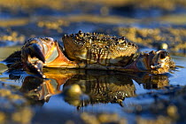Crab (Eriphia verrucosa) in shallow water, Alentejo, Natural Park of South West Alentejano and Costa Vicentina, Portugal, June 2009