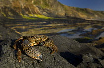 Crab (Eriphia verrucosa) on rock, Alentejo, Natural Park of South West Alentejano and Costa Vicentina, Portugal, June 2009
