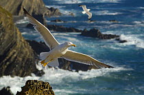 Yellow legged gull (Larus michahellis) in flight, Cabo Sardo (Cape) Alentejo, Natural Park of South West Alentejano and Costa Vicentina, Portugal, June 2009