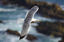 Yellow legged gull (Larus michahellis) in flight, Almograve, Alentejo, Natural Park of South West Alentejano and Costa Vicentina, Portugal, June 2009