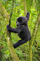Mountain gorilla (Gorilla Beringei) young baby in tree, Rwanda, Africa (non-ex)