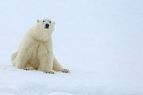 Polar bear (Ursus maritimus) sitting down, Svalbard, Norway (non-ex)  May 2007